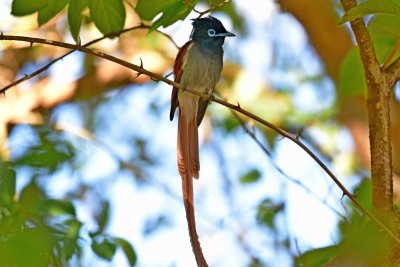 African long-tailed paradise flycatcher