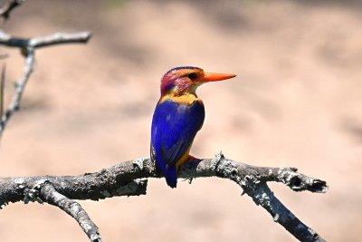 African pygmy kingfisher