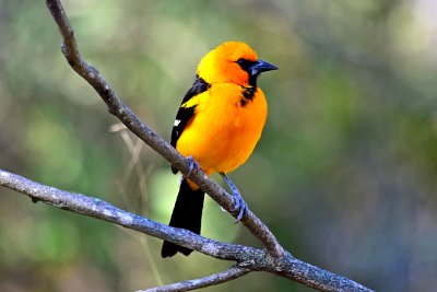 Altamira oriole
