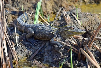 American alligator