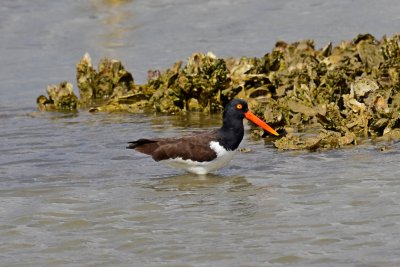 American oystercatcher