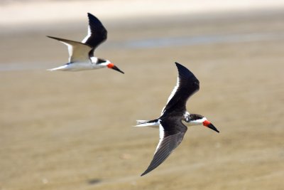 Black skimmer