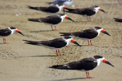 Black skimmer