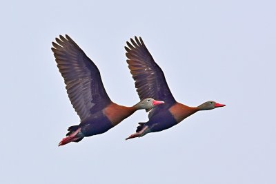 Black-bellied whistling duck