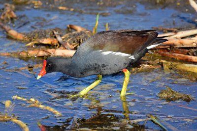 Common gallinule