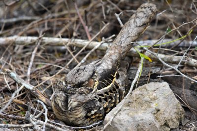 Common pauraque