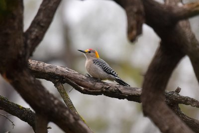 Golden-fronted woodpecker