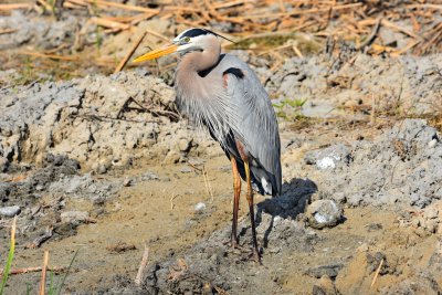 Great  blue heron