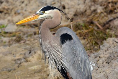Great  blue heron