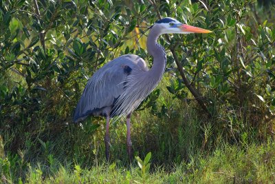 Great  blue heron