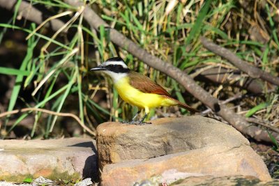 Great kiskadee