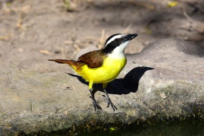 Great kiskadee