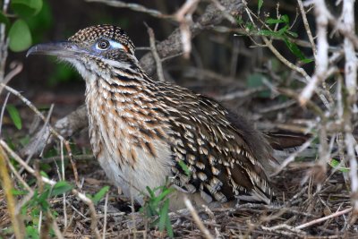 Greater roadrunner