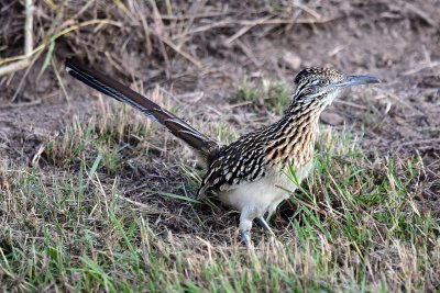 Greater roadrunner