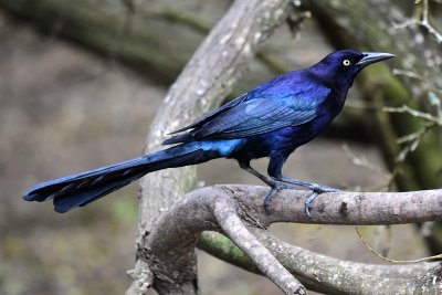 Great-tailed grackle