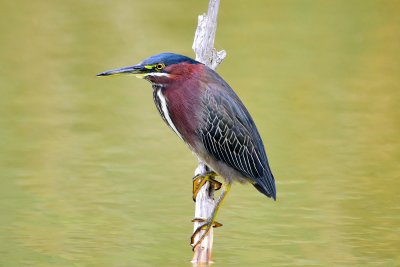 Green heron