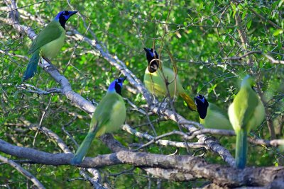 Green jay group