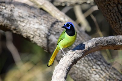 Green jay