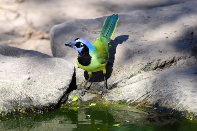 Green jay