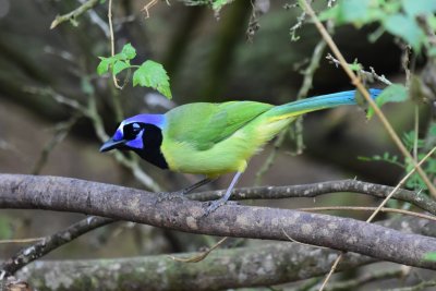 Green jay