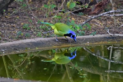 Green jay