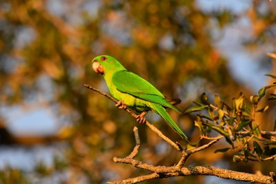 Green parakeet