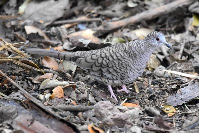 Inca dove