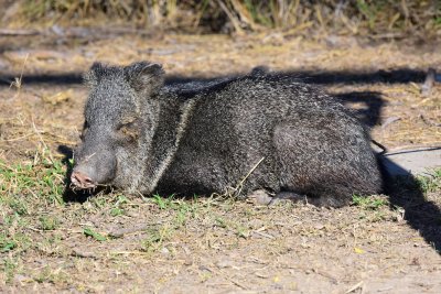 Javelina