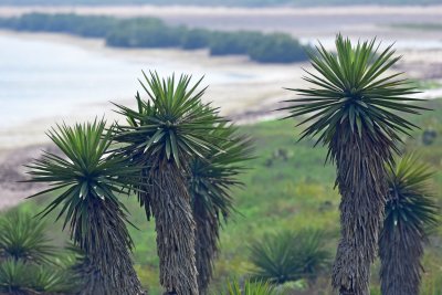 Laguna Atascosa shore