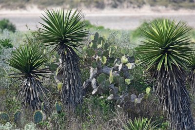 Laguna Atascosa shore
