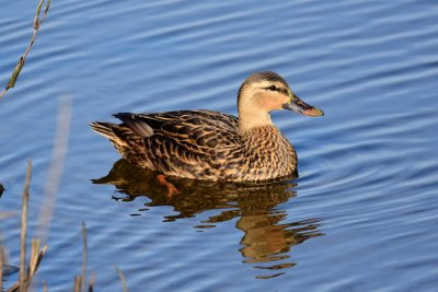 Mottled duck