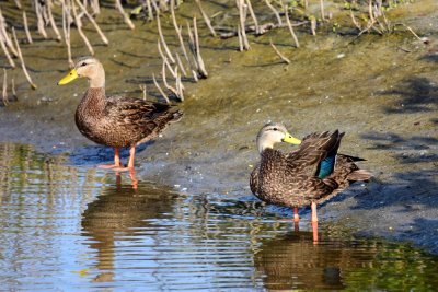 Mottled duck