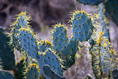 Prickly pear
