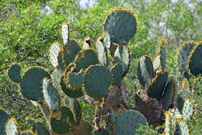 Prickly pear02