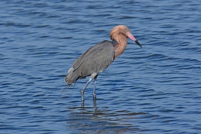 Reddish egret