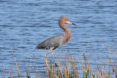 Reddish egret