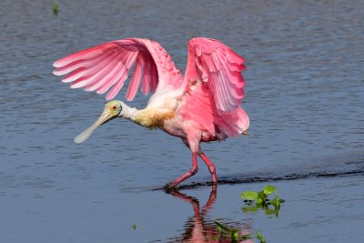 Roseate spoonbill