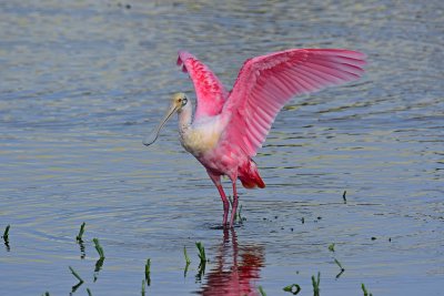 Roseate spoonbill