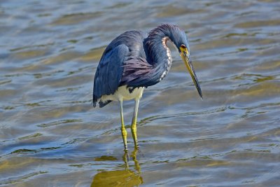 Tricolored heron