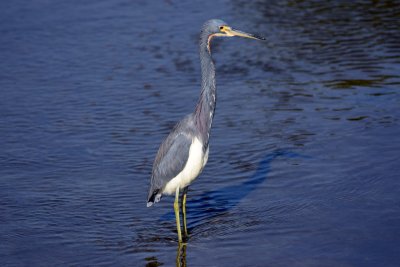 Tricolored heron