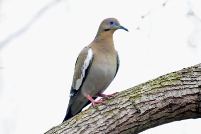 White-winged dove