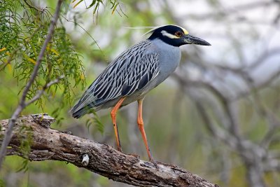 Yellow-crowned night heron