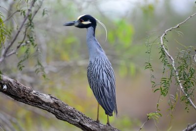 Yellow-crowned night heron