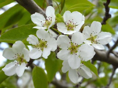 Pear blossom 513042