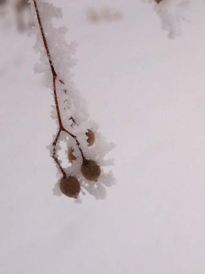 Nature_C010499