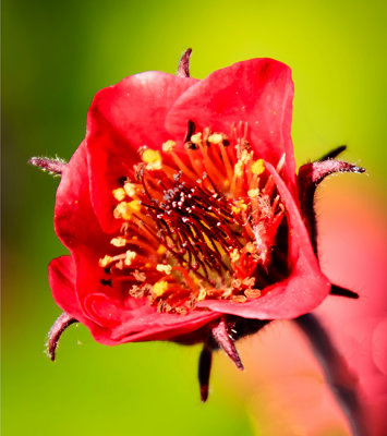 Macro June 10 2017 03.jpg