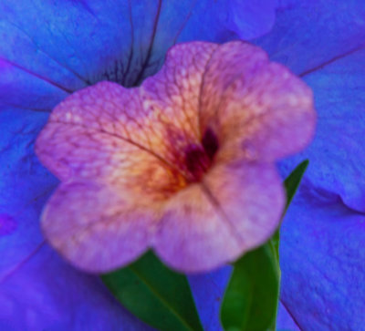 Macro June 10 2017 05.jpg