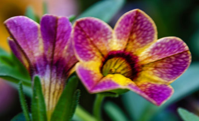 Macro June 10 2017 06.jpg