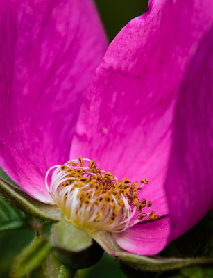 Macro June 10 2017 07.jpg
