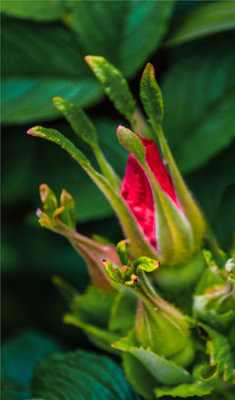 Macro June 10 2017 11.jpg